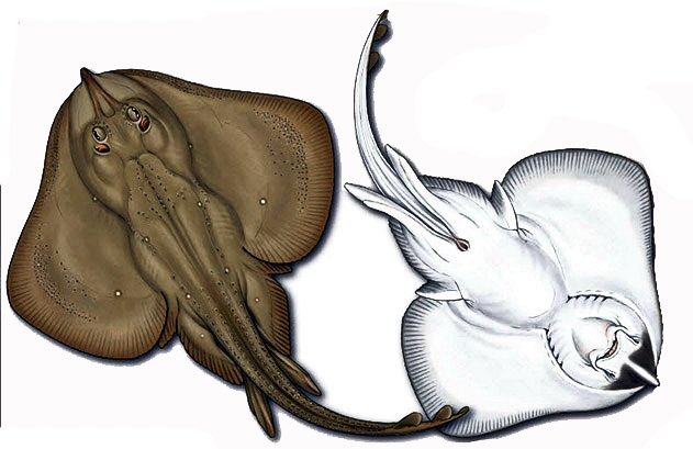 Leucoraja circularis_013.jpg